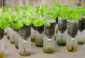 Domácí samozavlažovací květináče