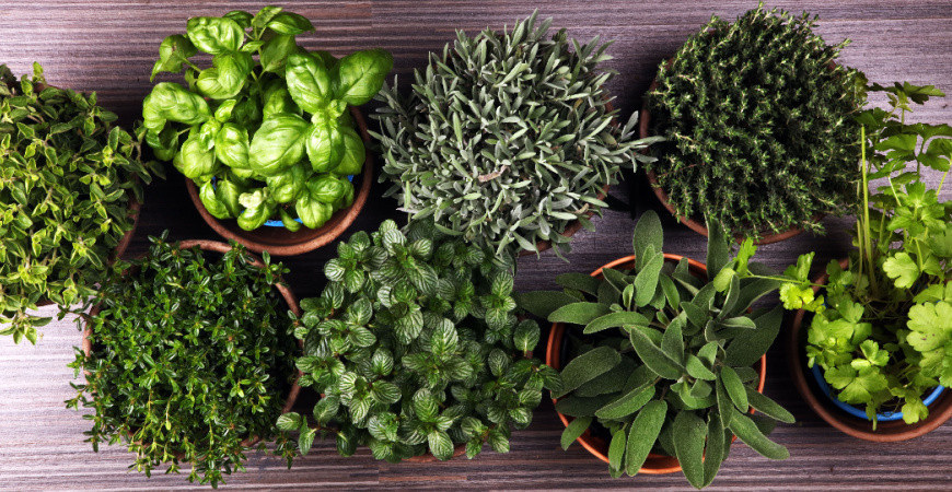 Jaké bylinky spolu pěstovat a jaké zase ne? (1)