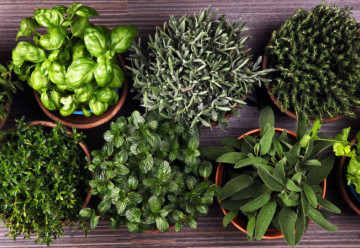 Jaké bylinky spolu pěstovat a jaké zase ne? (1)