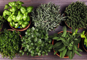 Jaké bylinky spolu pěstovat a jaké zase ne? (1)