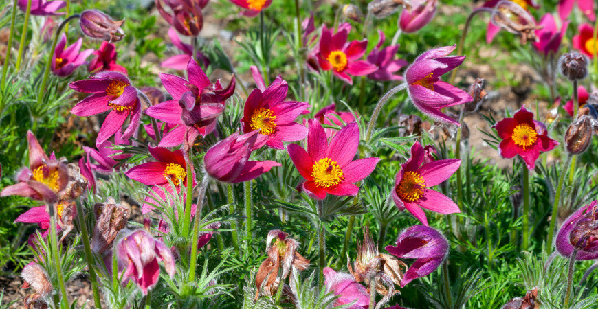 Sázíme a pěstujeme - Koniklec