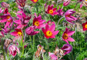 Sázíme a pěstujeme - Koniklec