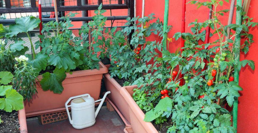 Pěstování na balkóně (1)