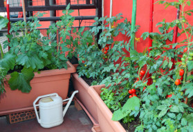 Pěstování na balkóně (1)