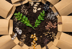 Jak vybrat nejlepší semena pro vaši zahradu