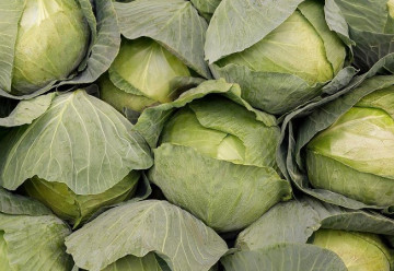 Sázíme a pěstujeme - Zelí