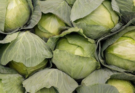 Sázíme a pěstujeme - Zelí