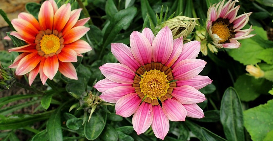 Sázíme a pěstujeme - Gazánie