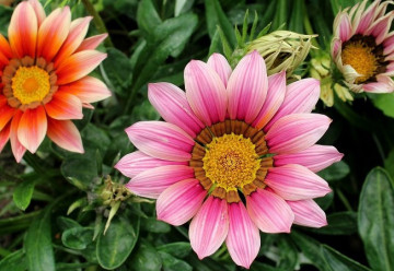 Sázíme a pěstujeme - Gazánie