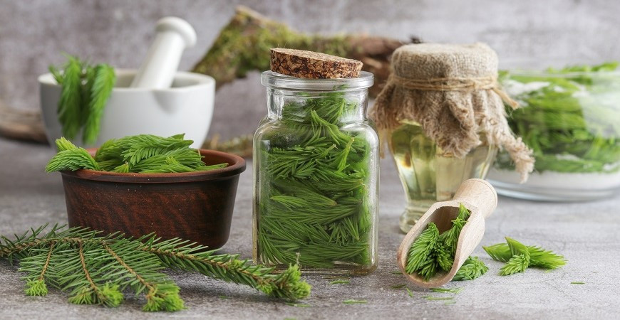 Smrkové jehličí a jeho využití