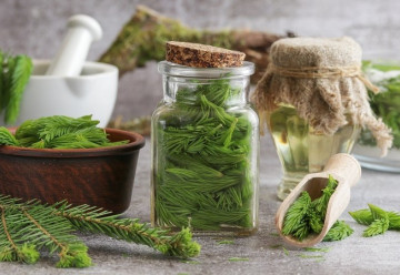 Smrkové jehličí a jeho využití