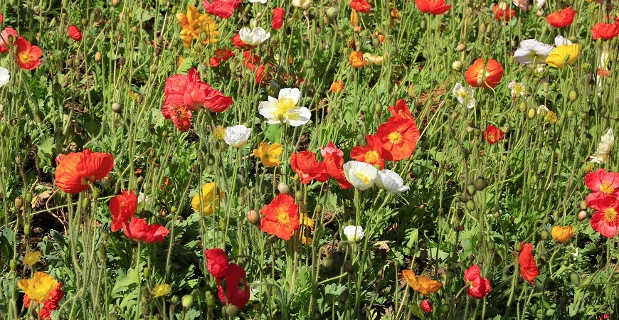Rostliny na suchá stanoviště