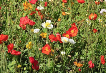 Rostliny na suchá stanoviště