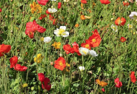 Rostliny na suchá stanoviště