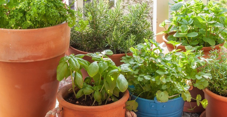 Pěstování na balkóně (2)