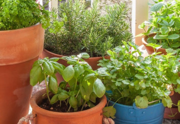 Pěstování na balkóně (2)