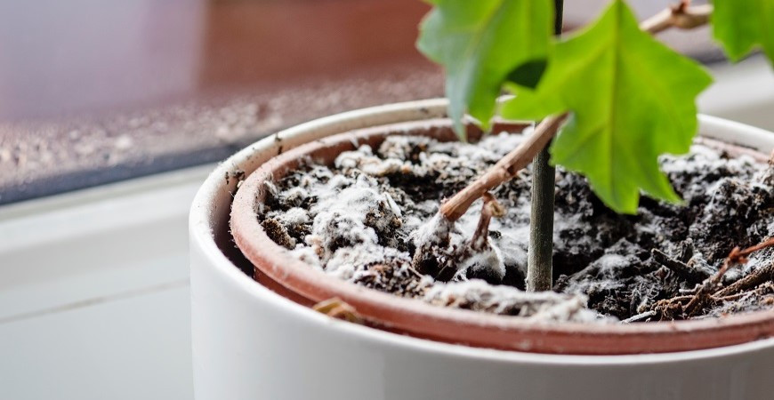 Co znamená bílý povlak na substrátu pokojových rostlin?