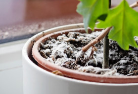 Co znamená bílý povlak na substrátu pokojových rostlin?