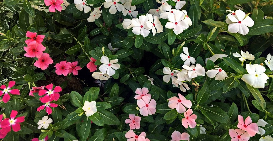 Sázíme a pěstujeme - Barvínek