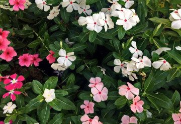 Sázíme a pěstujeme - Barvínek