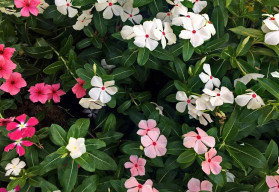 Sázíme a pěstujeme - Barvínek