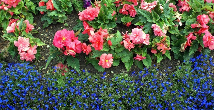 Okrasné rostliny na stinná místa - Letničky (1)