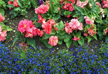 Okrasné rostliny na stinná místa - Letničky (1)