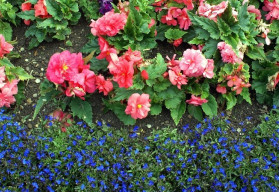 Okrasné rostliny na stinná místa - Letničky (1)