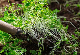 Zelené hnojení a jeho výhody