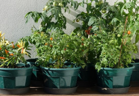 Pěstování rajčat a paprik na balkoně