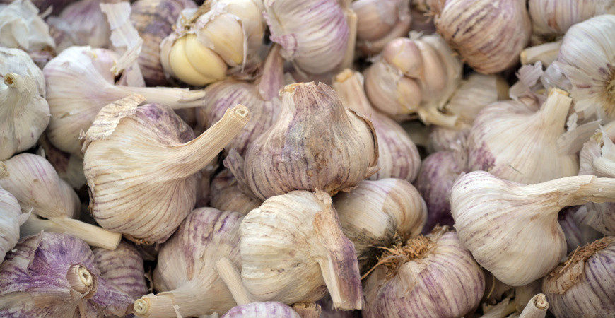 Nebezpečný škůdce česneku