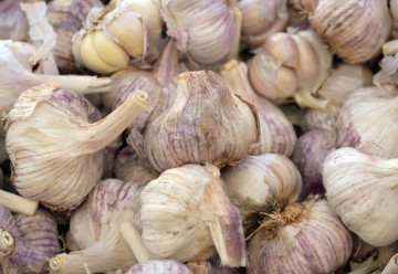 Nebezpečný škůdce česneku