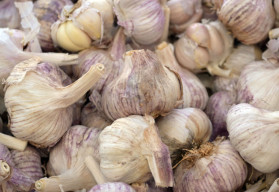 Nebezpečný škůdce česneku