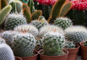 Pěstování kaktusů ze semen (1/2)