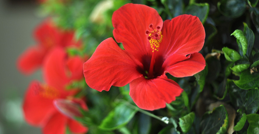 Ibišek - pokojovka i keř pro venkovní pěstování