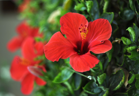 Ibišek - pokojovka i keř pro venkovní pěstování