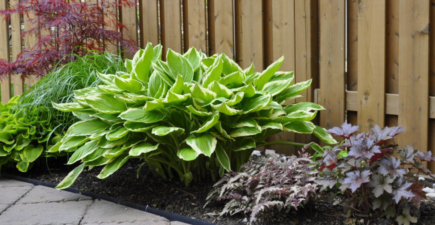 Rostliny nenáročné na péči