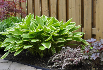 Rostliny nenáročné na péči