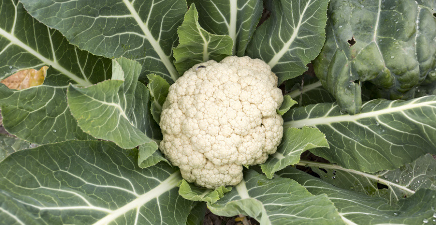 Sázíme a pěstujeme - Květák