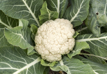 Sázíme a pěstujeme - Květák