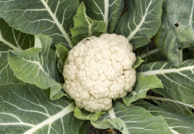 Sázíme a pěstujeme - Květák