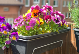 Pěstování na balkóně (3)