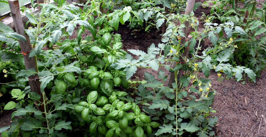 Pěstujte bylinky a zeleninu společně