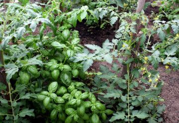 Pěstujte bylinky a zeleninu společně