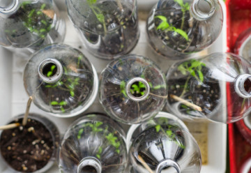 Výroba vlastního miniskleníku z PET lahve