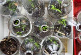 Výroba vlastního miniskleníku z PET lahve