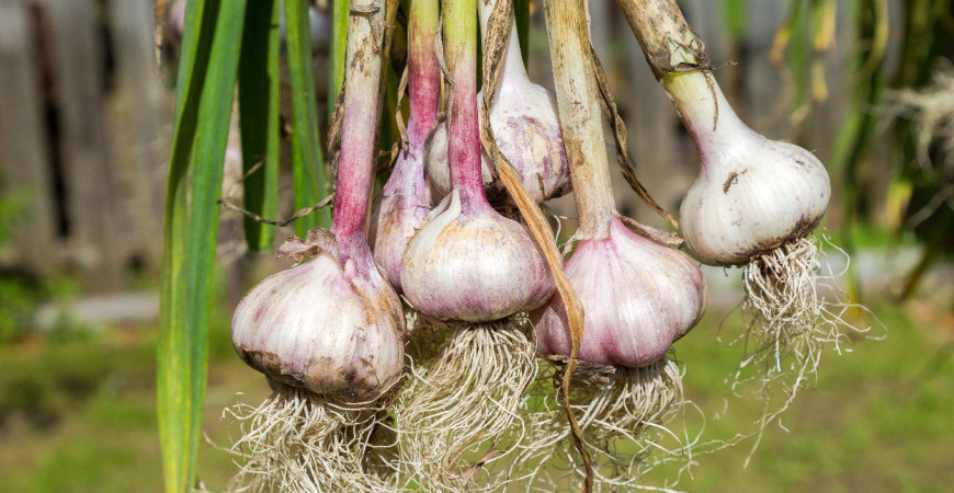 Bohatá úroda česneku, jak na to?