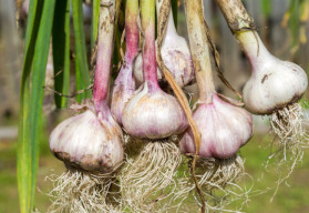 Bohatá úroda česneku, jak na to?