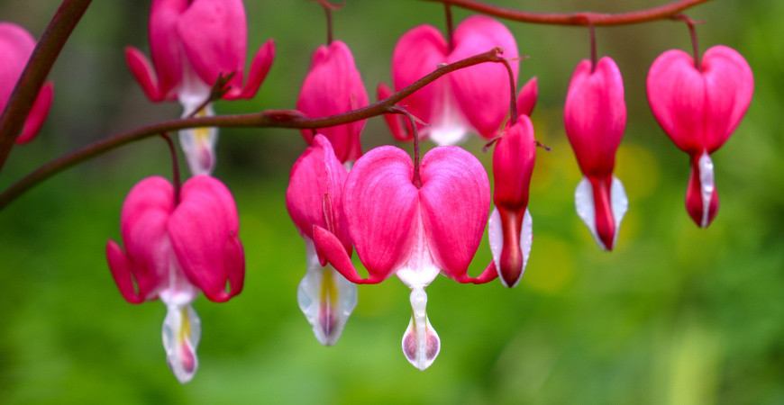 Sázíme a pěstujeme - Srdcovka