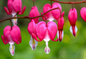 Sázíme a pěstujeme - Srdcovka